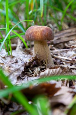 Vahşi doğada boletus mantarı. Porcini mantar ön planda yetişir