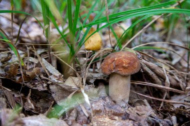 Vahşi doğada boletus mantarı. Porcini mantar ön planda yetişir