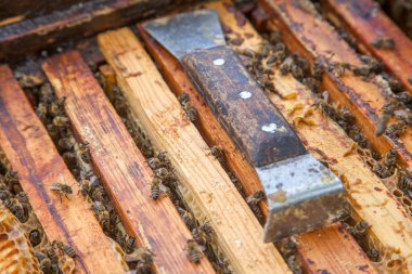 Arıların karelere üşüşmesini yakından izle