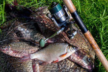 Br ile keepnet tek tatlı su beyaz çipura veya gümüş çipura