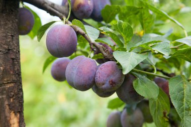 Gün batımı ışık olgun sulu meyve ile Erik ağacı dalı