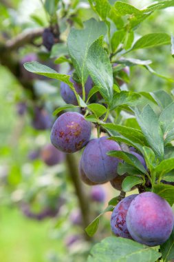 Gün batımı ışık olgun sulu meyve ile Erik ağacı dalı