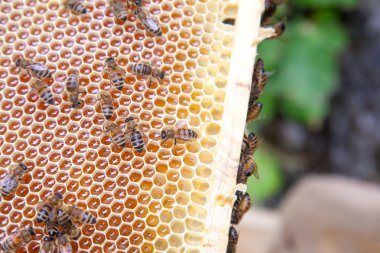 Arılar petek tatlı bal ile çalışan görünümü kadar kapatın.