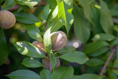 Güneşli yaz da bir ağaç dalı üzerinde küçük şeftali