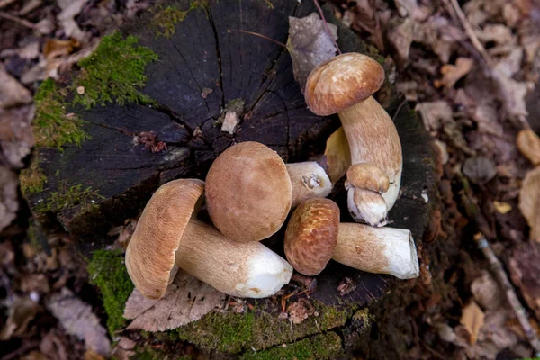 Несколько грибов колбасы в дикой природе. Грибы Порцини (Boletus) — стоковое фото