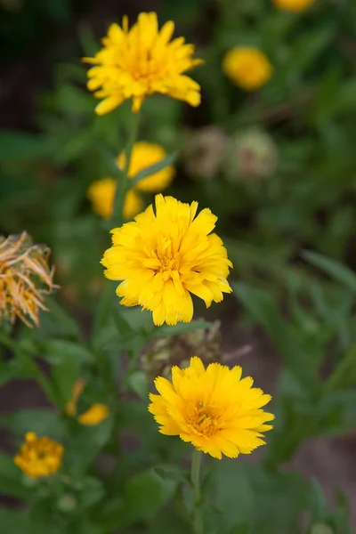 Ringelblumen blühen im Garten. gelbe Blüten und grüne Blätter — Stockfoto