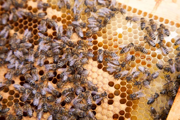 Petek üzerinde kovan üzerinde çalışan arılar. Seale ile kovan içinde arılar — Stok fotoğraf