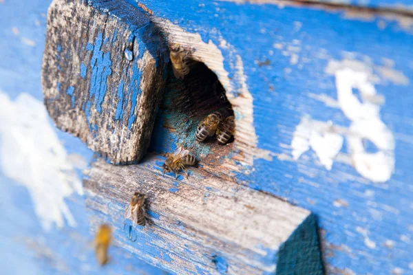 Enjambre de abejas en la entrada de la colmena azul en el colmenar — Foto de Stock