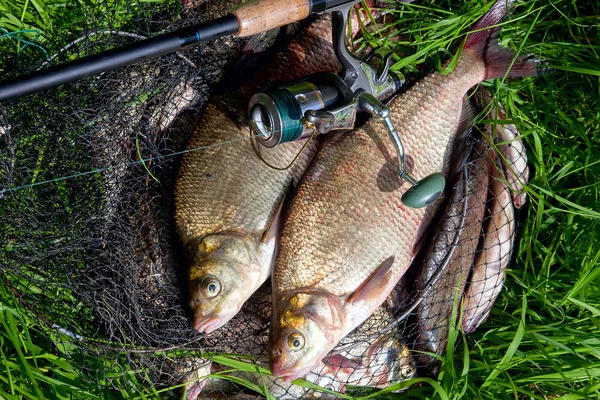 Two big freshwater common bream fish and fishing rod with reel o