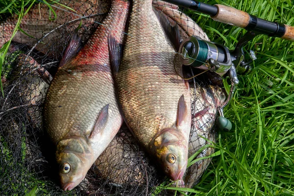 Two big freshwater common bream fish and fishing rod with reel o
