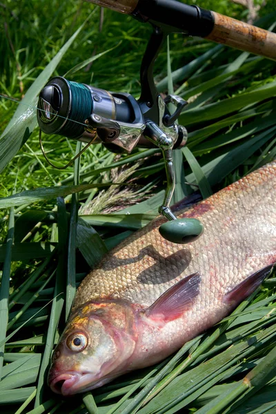 Big freshwater common bream fish and fishing rod with reel on gr