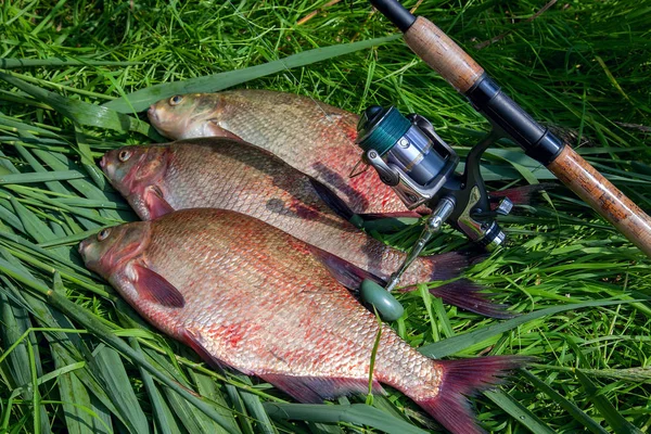 Tres grandes peces de agua dulce común besugo y caña de pescar con carrete —  Fotos de Stock