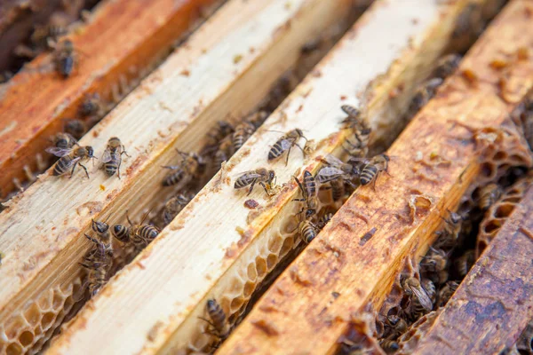 Nahaufnahme der Bienen, die auf einer Wabe schwärmen — Stockfoto