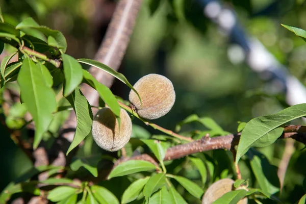 Los melocotones pequeños en la rama del árbol en el verano soleado da — Foto de Stock