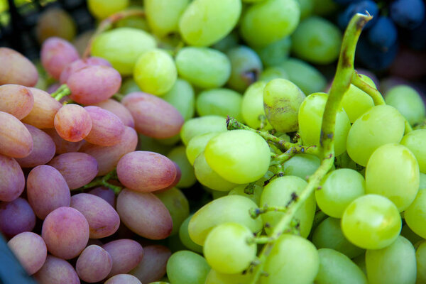 Close up view of grapes A lot of ripe grapes. The texture of the