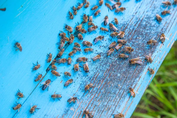 Enjambre de abejas en la entrada de la colmena azul claro en el colmenar —  Fotos de Stock