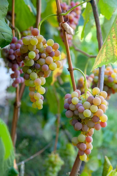 Rakás szőlő rózsaszín és zöld bogyók a Garde — Stock Fotó