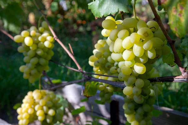 Um bando de uvas verdes na garde — Fotografia de Stock