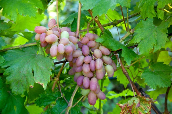 Bunch of pink grapes with big berries in the garde — Stock Photo, Image