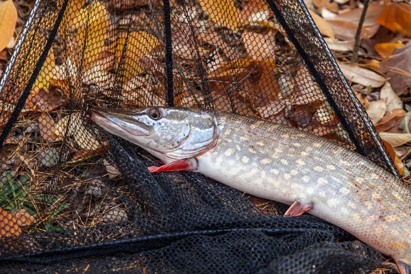 Freshwater pike fish. Freshwater pike fish and black landing net