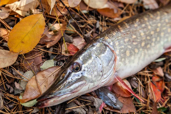 Freshwater pike fish. Freshwater pike fish on yellow leaves at a