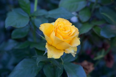 Garde büyüyen güzel gül çalı