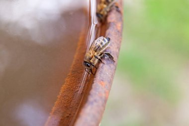 Kahverengi vintage backgron üzerinde arı içecek su yakın