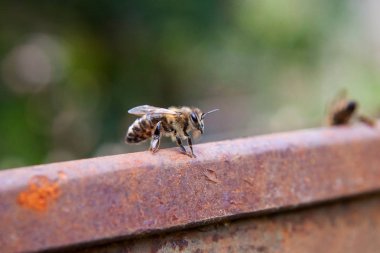 İnsan worl meraklı bir arı yakın