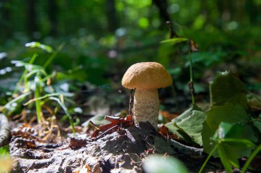 Vahşi doğada tek kırmızı boletus mantarı. Kırmızı boletus mantar gr
