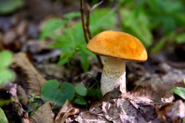 Vahşi doğada tek kırmızı boletus mantarı. Kırmızı boletus mantar gr