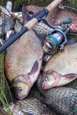Başarılı balıkçılık - iki tatlı su çipura balık ve olta 