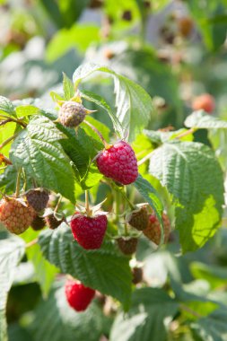 Meyve bahçesinde olgun ve olgunlaşmamış ahududu. Büyüyen doğal b
