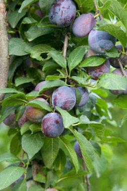 Gün batımı ışık olgun sulu meyve ile Erik ağacı dalı