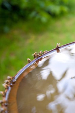 Sıcak yaz gününde arılar içme suyu