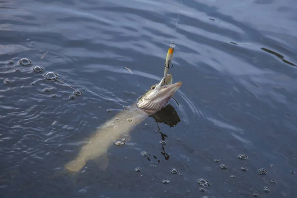 Süßwasserhechtfische. gerade gefangene Süßwasserfische nördlicher Hecht — Stockfoto