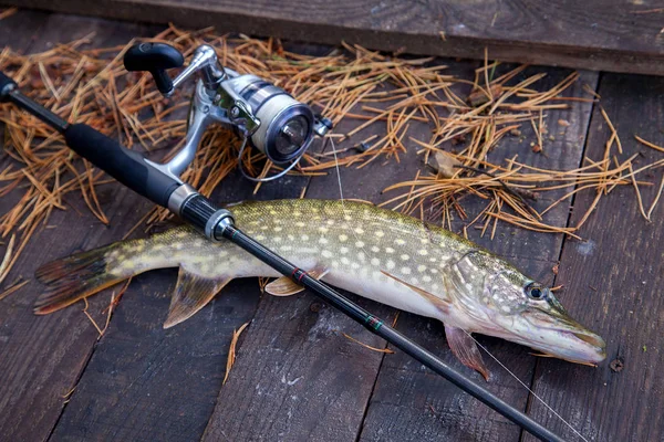 Freshwater pike and fishing equipment lies on wooden background