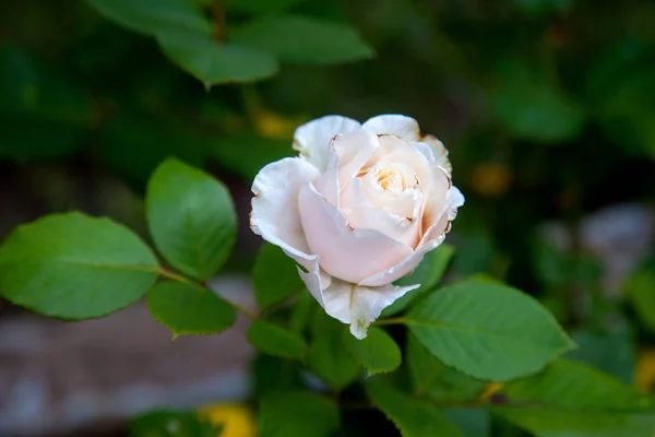 Beautiful rose bush growing in the garde — Stock Photo, Image