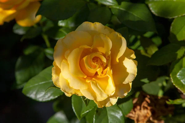 Schöner Rosenstrauch, der in der Garde wächst — Stockfoto