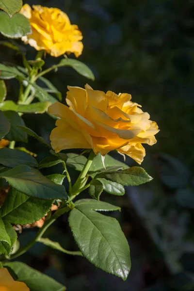 Schöner Rosenstrauch, der in der Garde wächst — Stockfoto