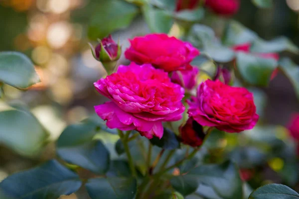 ガードで育つ美しいバラの茂み — ストック写真