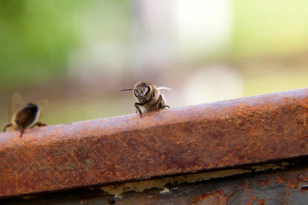 Gros plan d'une abeille curieuse dans le monde humain — Photo