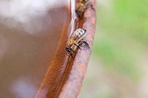 Kahverengi vintage backgron üzerinde arı içecek su yakın