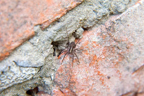 Nahaufnahme einer kleinen Spinne auf Backsteinhintergrund — Stockfoto