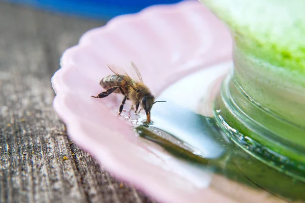 Primer plano de la bebida de abeja wate — Foto de Stock