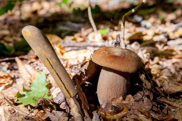 Болетовий гриб у дикій природі. Гриб Порчіні росте на передньому плані — стокове фото