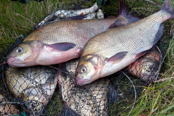Pesca exitosa: dos besugo de agua dulce y caña de pescar —  Fotos de Stock