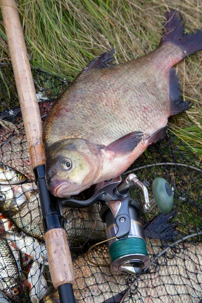 Erfolgreiches Angeln - großer Süßwasserbrassen Fisch und Angelrute — Stockfoto