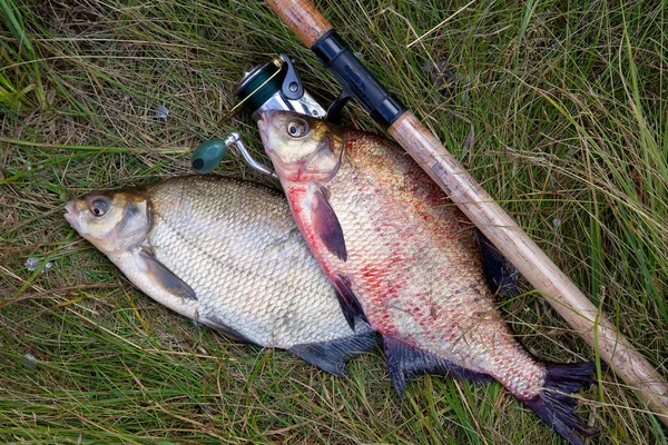 Zwei große Süßwasser-Brassen-Fische und Angelrute mit Spule o — Stockfoto