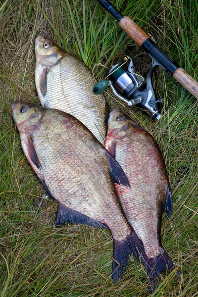 Erfolgreiches Angeln - Haufen großer Süßwasserbrassen und Fische — Stockfoto