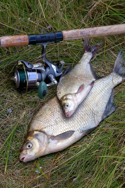 Pesca exitosa: dos besugo de agua dulce y caña de pescar —  Fotos de Stock